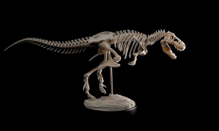 PARK IZ DOBA JURE: Sačuvan skelet tiranosaurusa!