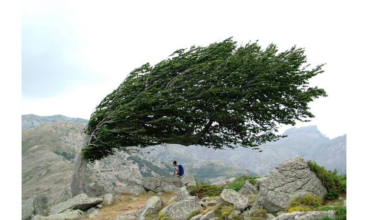 NEVREME VEĆ STIGLO U SRBIJU: Jak vetar obara stabla kod Bajine Bašte i na Tari