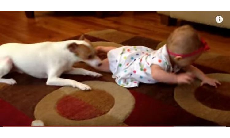 PRESLATKI SU:  Ovaj pas je dao sve od sebe da nauči bebu da puzi (VIDEO)