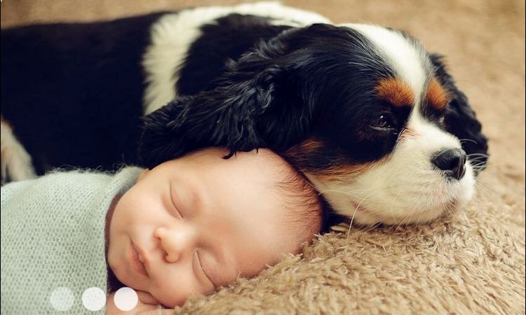 Bebe i psi su najsmešnija stvorenja: KADA SE ONI SPOJE, NASTAJE NAJZANIMLJIVIJI VIDEO IKADA!