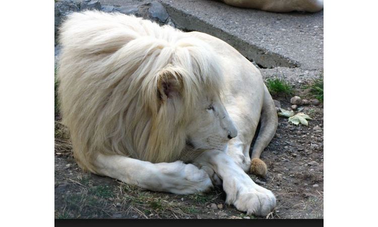 a pritom ne mislimo na albino lavove: O čemu je reč?
