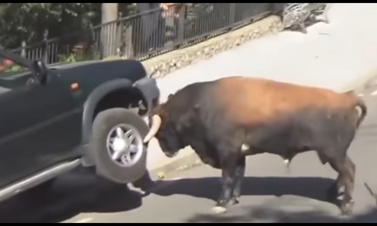 OSVETA POBESNELOG BIKA: Prvo je podigao automobil, a onda ga je bušio do iznemoglosti! (VIDEO)