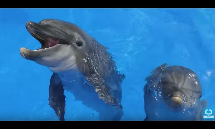OVO MORATE POGLEDATI: Evo kako izgleda delfinska terapija! (VIDEO)