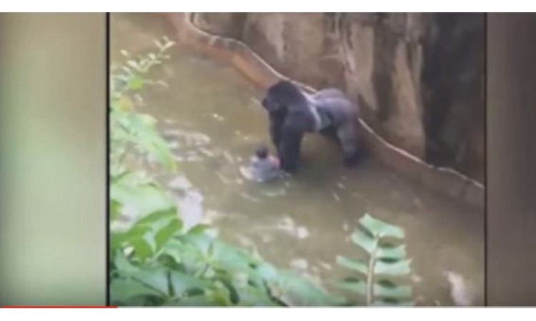 ODJEKUJU OSUDE : Čuvari ubili gorilu nakon što je dečak upao u njegov kavez (VIDEO)