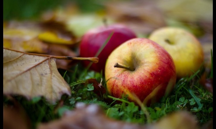 STARI BAKIN RECEPT: Kolač s jabukama i grizom!
