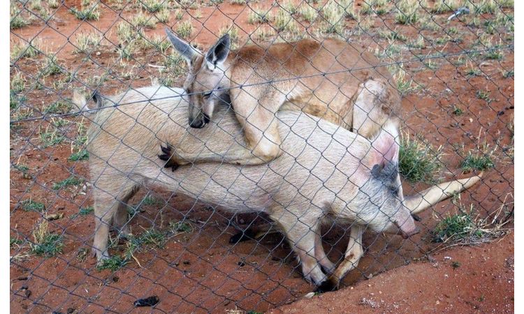 NEOBIČNA LJUBAV: Kengur i svinja u AKCIJI (FOTO)