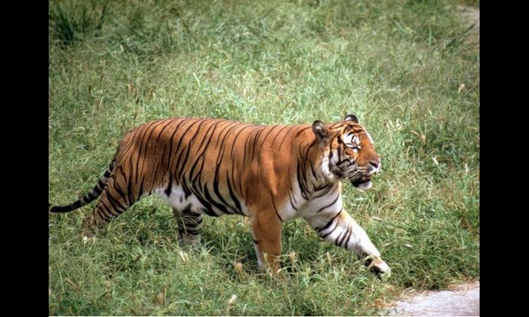 SVAĐA IM DOŠLA GLAVE: Jedna žena poginula, druga povređena nakon što ih je napao tigar
