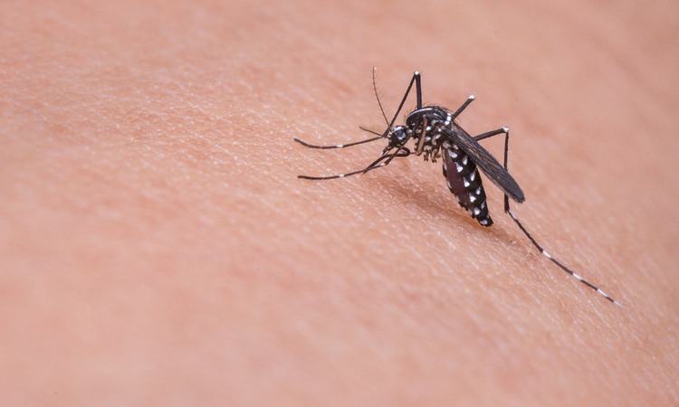 NOVO UPOZORENJE: Stiže leto i veća opasnost od Zika virusa