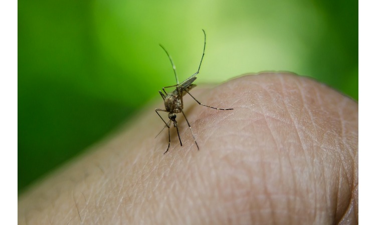 SLATKA KRV ILI NEŠTO DRUGO: Zašto komarci napadaju neke ljude više od drugih?