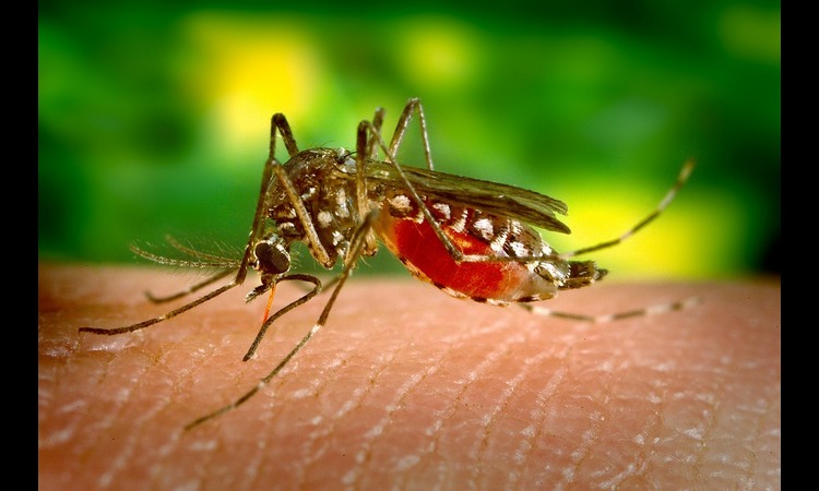DA LI STE ZNALI: Zašto ujed komarca SVRBI?
