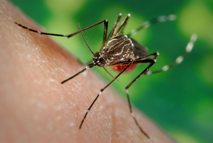 BANJALUKA U STRAHU: Tigrasti komarci, koji prenose SMRTONOSNE VIRUSE, otkriveni u pet naselja!