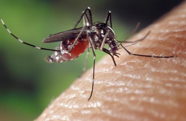 Dobro pogledajte šta piše na bočici: Sredstvo za komarce mora da ima ove sastojke da bi vas zaštitilo