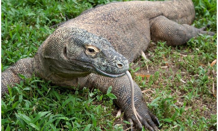 INDONEZIJSKA VLADA DONELA ODLUKU: Ostrvo zmajeva se zatvara iz OVOG razloga!