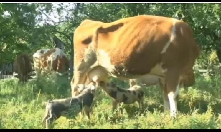 ČUDO NEVIĐENO U SRPSKOM SELU: Dva praseta sisaju kod krave!