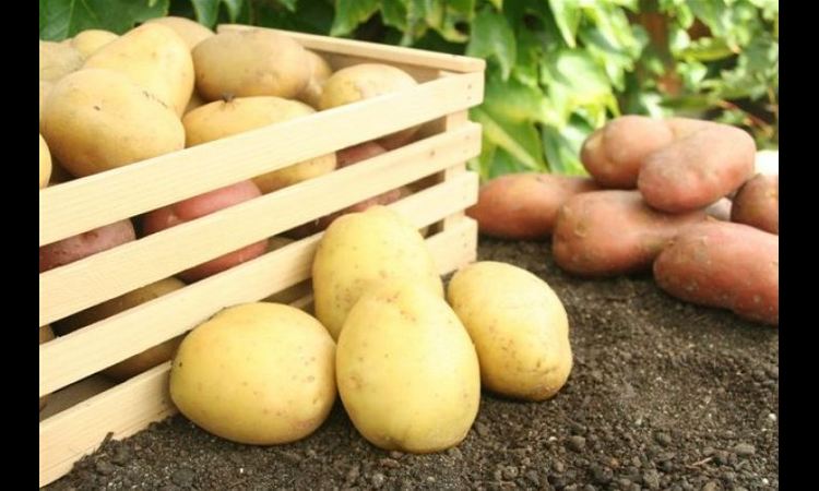 ZABRANJEN UVOZ U BIH: EU poslala zaražen krompir!