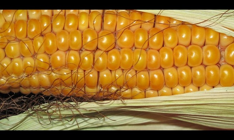 OVO NEMOJTE BACATI: Kukuruz je saveznik vašeg zdravlja! (FOTO)