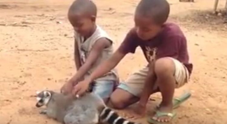OVO ĆE VAS ODUŠEVITI: Lemur koji voli da se mazi (VIDEO)
