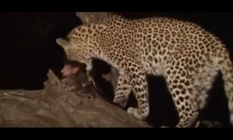 RAZNEŽIĆETE SE: Leopard ubio majmunicu, ali kada je video njeno mladunče, desilo se nešto neverovatno! (VIDEO)