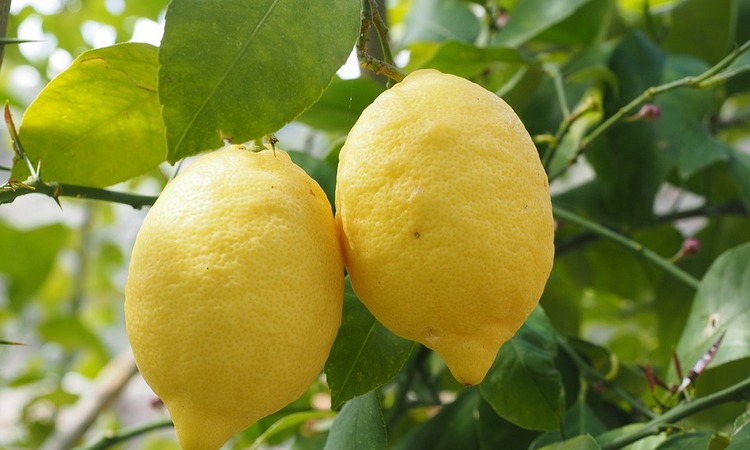 NEĆE VAM PASTI NAPAMET DA JE BACITE PONOVO: Koliko je zdrava limunova kora?