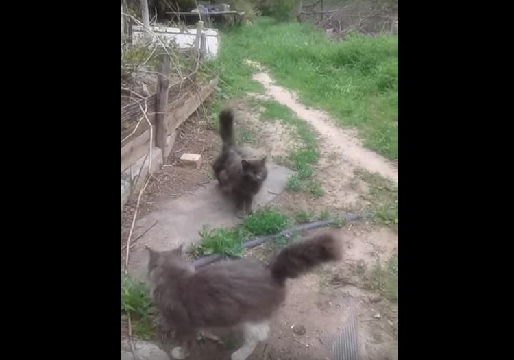 DEVET ŽIVOTA I TRI REPA: Neobična mačka iz Rusije! (VIDEO)