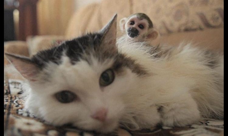 NEOBIČNA, ALI ISTINITA PRIČA: Mačka Rosinka USVOJILA bebu MAJMUNA (VIDEO)