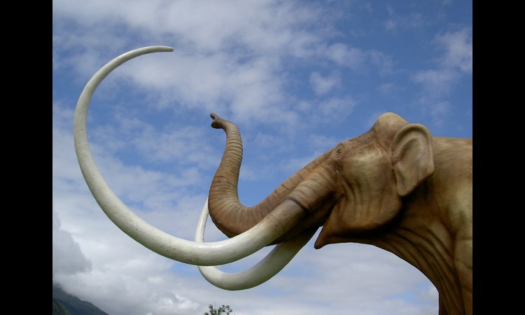 NAUČNA ISTRAŽIVANJA POKAZALA: Poslednji mamuti na Zemlji izumrli od žeđi