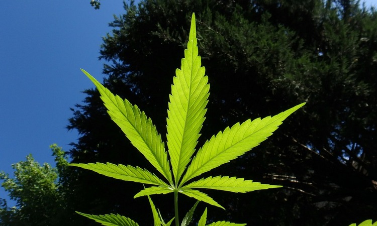 LEKALIZACIJA: Marihuana u medicinske svrhe od danas LEGALNA!