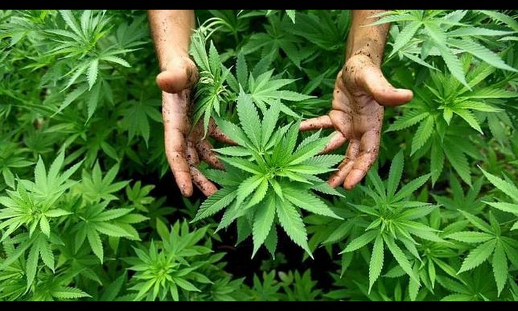 POLICIJSKA AKCIJA U SELU PORED BORA: Pao uzgajivač marihuane