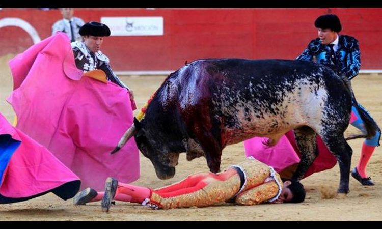 TRAGEDIJA U ARENI: Matador nastradao tokom borbe sa bikom