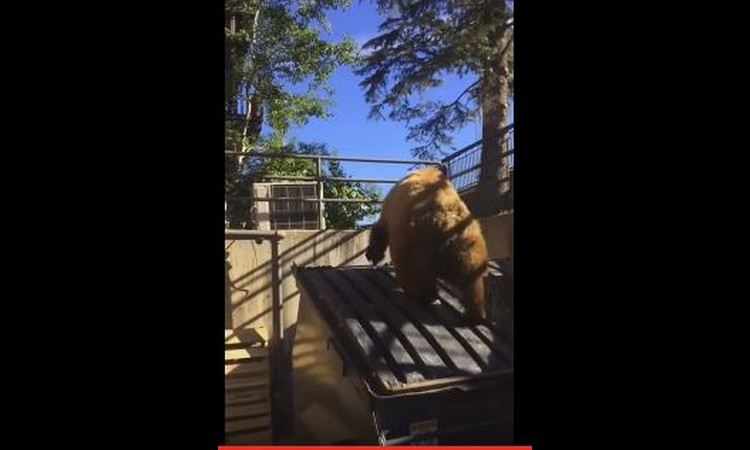 IZENAĐENJE KOJEM SE NIKO NE BI NADAO: Krenuo da baci smeće, a u kontejneru ga sačekao medved (VIDEO)
