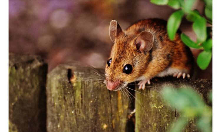 DA LI STE ZNALI? Ovo je pravo ZNAČENJE i SIMBOLIKA miša! (FOTO)