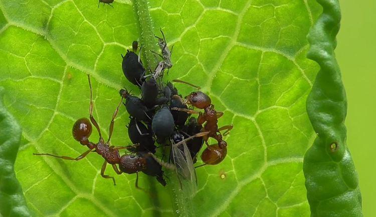 VEROVALI ILI NE: I mravi se bave stočarstvom