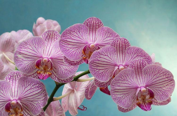 OTKRIVAMO: Zašto vam orhideje ne cvetaju?