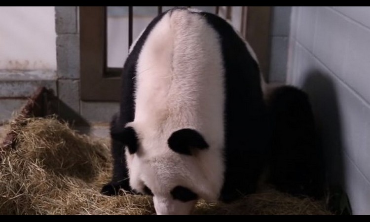 STIGLE RODE U ZOO VRT: Panda Lun Lun donela na svet BLIZANCE (VIDEO)
