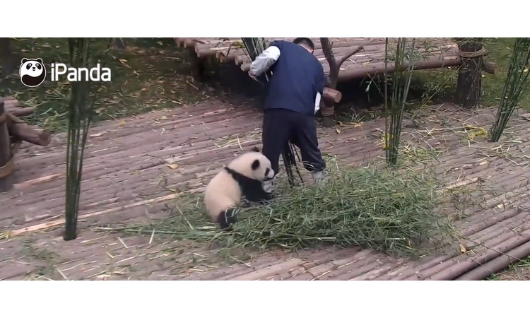 NEODOLJIVI VRAGOLAN: Istopiće vam se srce kada vidite ovu nestašnu pandu! (VIDEO)