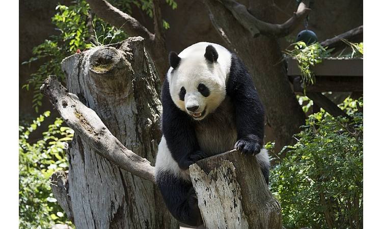 PRVI PUT SNIMLJENA: Albino panda – jedina na svetu (FOTO)