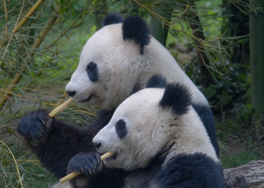 LE LE I JA JA STIGLE U KINU! Američki zoološki vrt vratio dve džinovske pande u postojbinu (VIDEO)