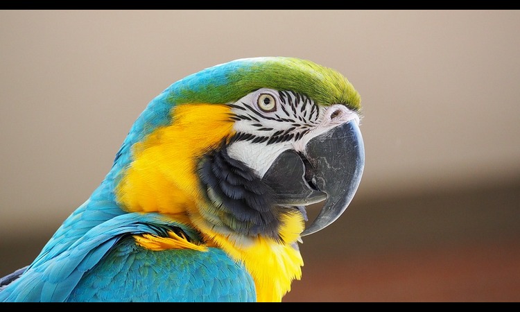 NOVA MUZIČKA ZVEZDA JE ROĐENA: Ovaj papagaj peva bolje od Rijane! (VIDEO)