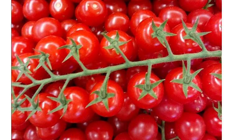 A ON JE U STVARNOSTI CITRUSNO VOĆE: Zdravstvene prednosti paradajza su brojne