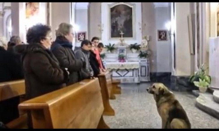 PRIČA KOJA ĆE VAS RASPLAKATI: Ovaj pas i nakon smrti gazdarice svakog dana dolazi u njenu crkvu! (VIDEO)