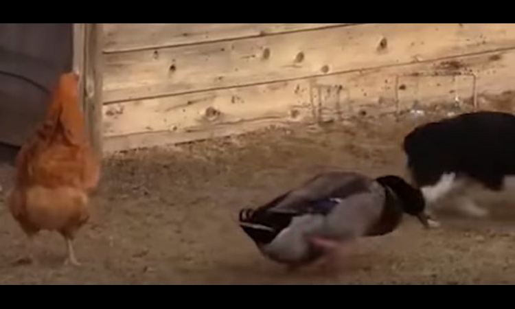 a onda je u borbu uletela patka! (video)