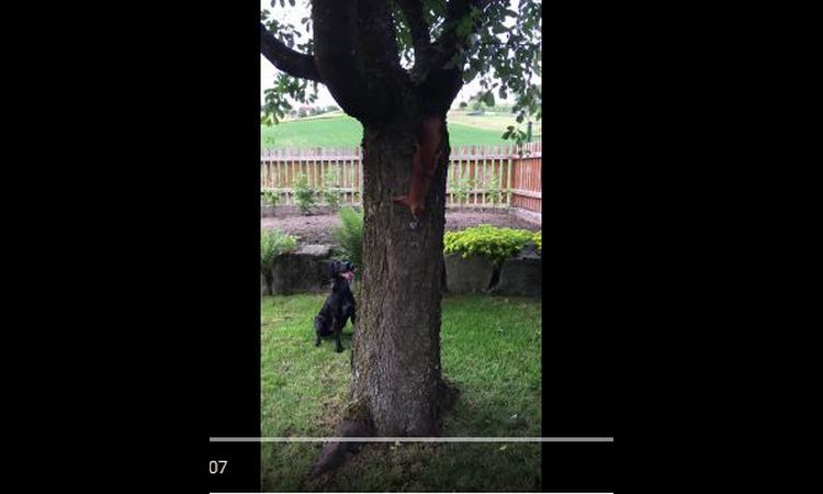 pas i veverica u glavnim ulogama (VIDEO)