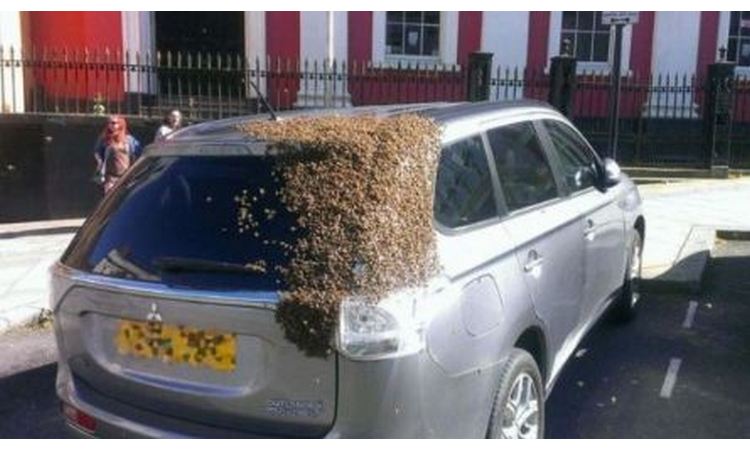 SVE ZA KRALJICU: Saznajte kako je roj pčela verno pratio svoju maticu kroz ceo grad (FOTO)
