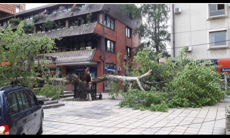 Nestao zaštitni znak Čačka: SRUŠIO SE PLATAN STAR 150 GODINA! (FOTO)