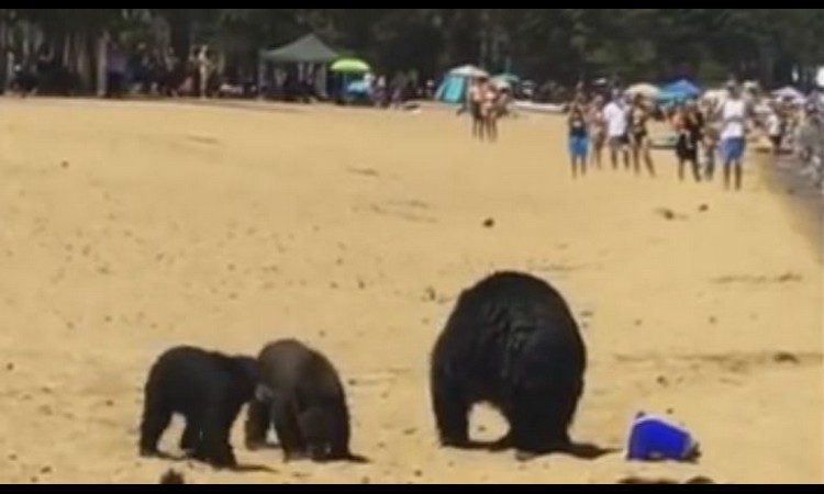 I ONI BI DA SE BRČKAJU: Medveđa porodica svratila na jezero! (VIDEO)