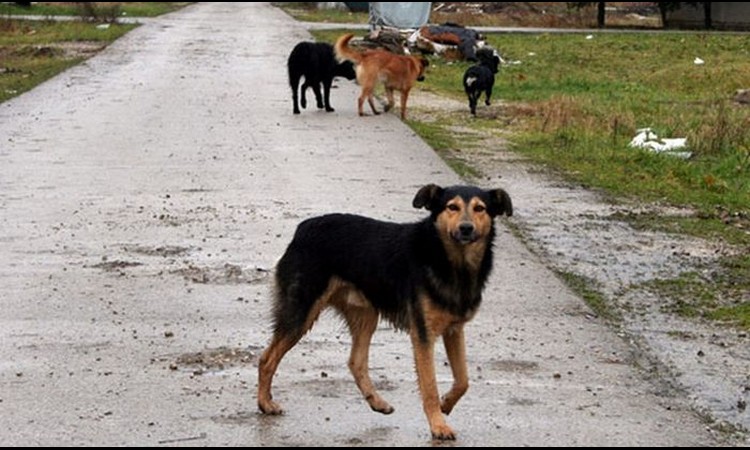 ODREĐEN PRITVOR DO 30 DANA OSUMNJIČENOJ: Hranila pse koji su krvoločno izujedali muškarca na Kosmaju