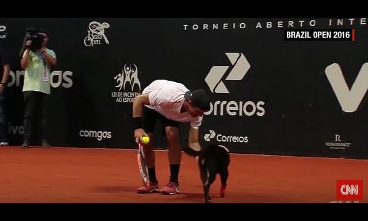 NEOBIČNI POMAGAČI: Na ovom teniskom turniru psi donose loptice! (VIDEO)