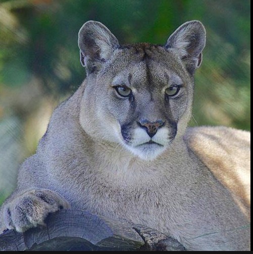 U BANATU VIĐENA PUMA: Meštani videli divlju mačku kako skače sa drveta na drvo!