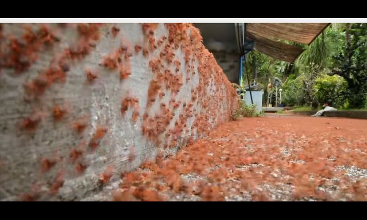 SPEKTAKULARAN PRIZOR: Pogledajte kako izgleda seoba 40 miliona crvenih rakova! (VIDEO)