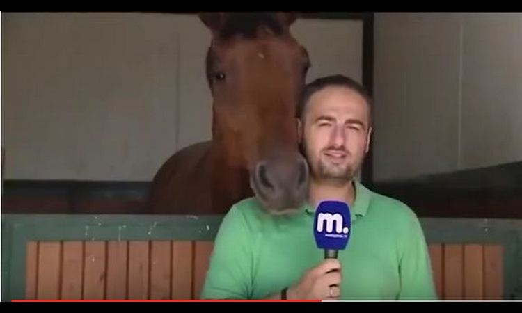 SVIDELE MU SE KAMERE: Pogledajte kako je konj postao zvezda širom planete (VIDEO)